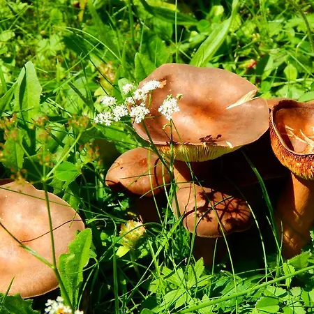 Gaestehaus Kramer - Emde