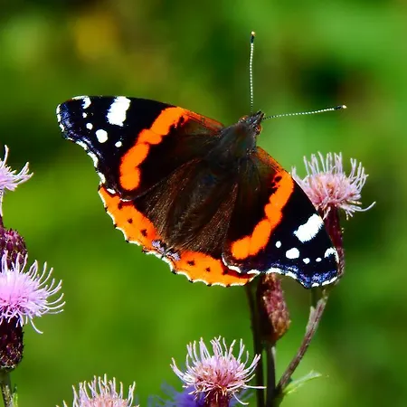 Gaestehaus Kramer - Emde 3*