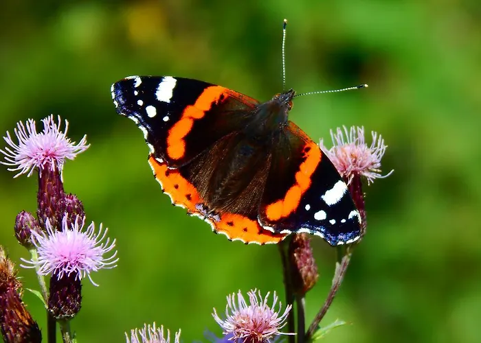 Gaestehaus Kramer - Emde 3*